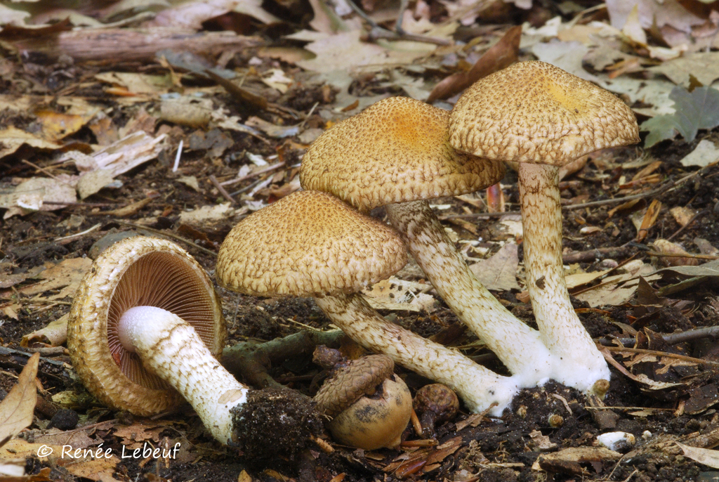 Lacrymaria echiniceps