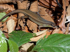 Eutropis lewisi