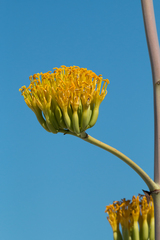 Agave margaritae
