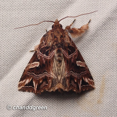 Callopistria exotica