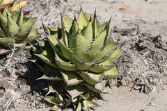 Agave margaritae