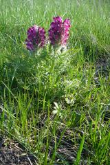 Pedicularis dasystachys