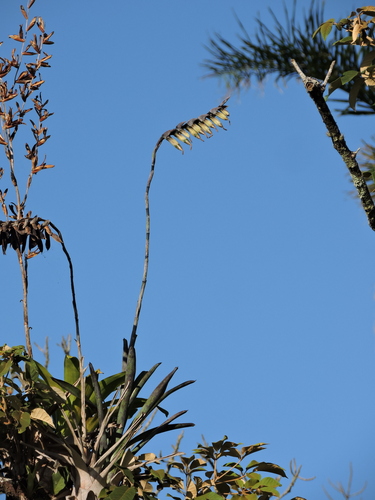 Vriesea platzmannii, photograph 1