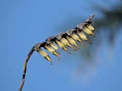 Vriesea platzmannii