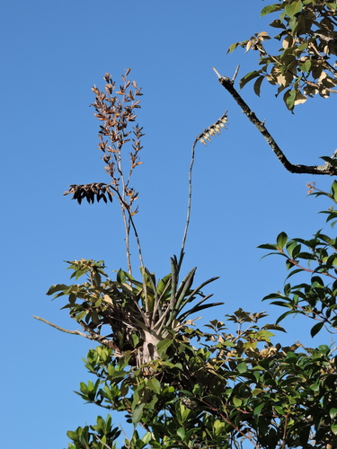 Vriesea platzmannii, photograph 2