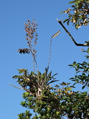 Vriesea platzmannii, photograph Fabrício Mil Homens Riella, CC BY, iNaturalist via GBIF