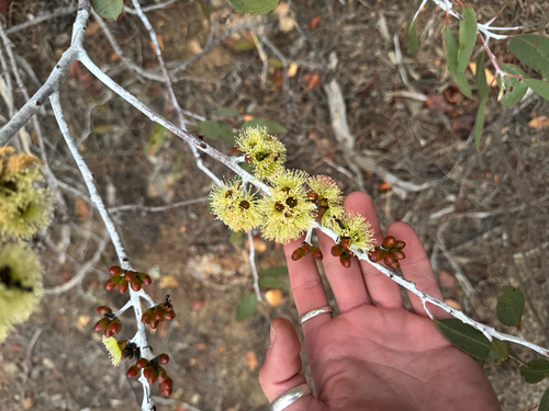 Desmond Mallee (Eucalyptus desmondensis)