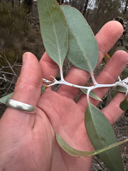 Eucalyptus desmondensis, photograph (c) Tyler Anthony, some rights reserved (CC BY)