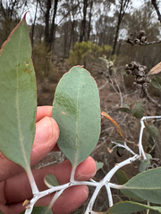 Eucalyptus desmondensis, photograph (c) Tyler Anthony, some rights reserved (CC BY)