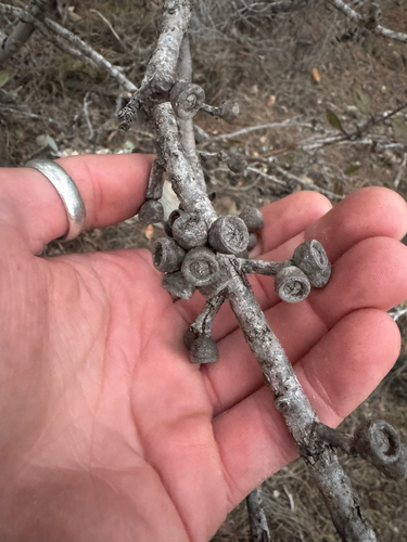 Eucalyptus desmondensis, photograph 1