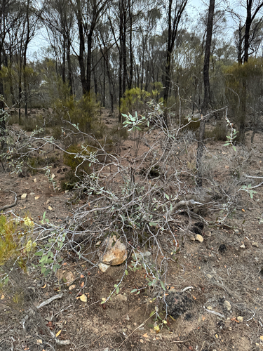 Eucalyptus desmondensis, photograph 4
