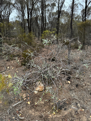 Eucalyptus desmondensis, photograph (c) Tyler Anthony, some rights reserved (CC BY)