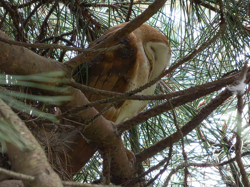 View observation of {o.common_name} on iNaturalist