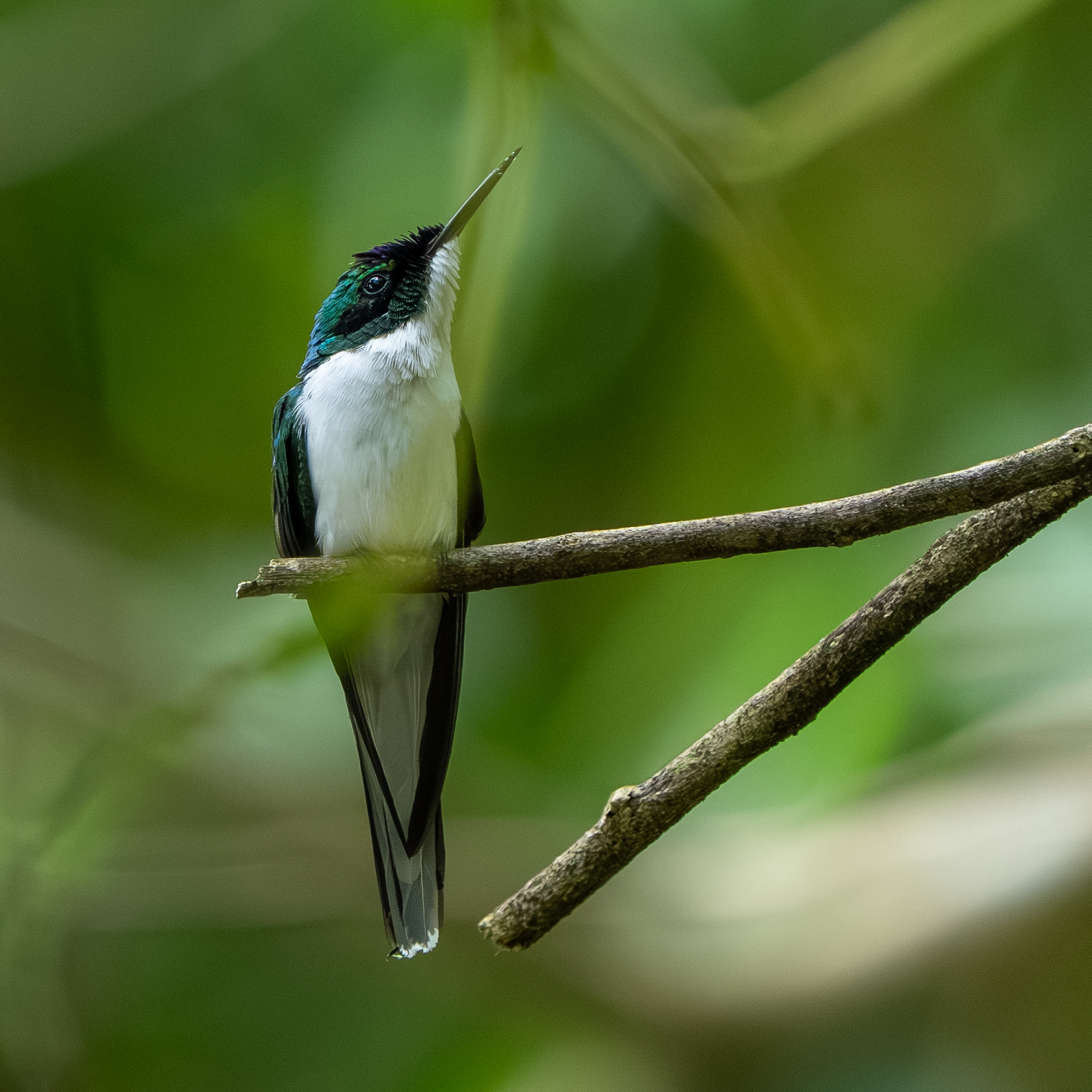 Purple-crowned Fairy (Heliothryx barroti), photo 4