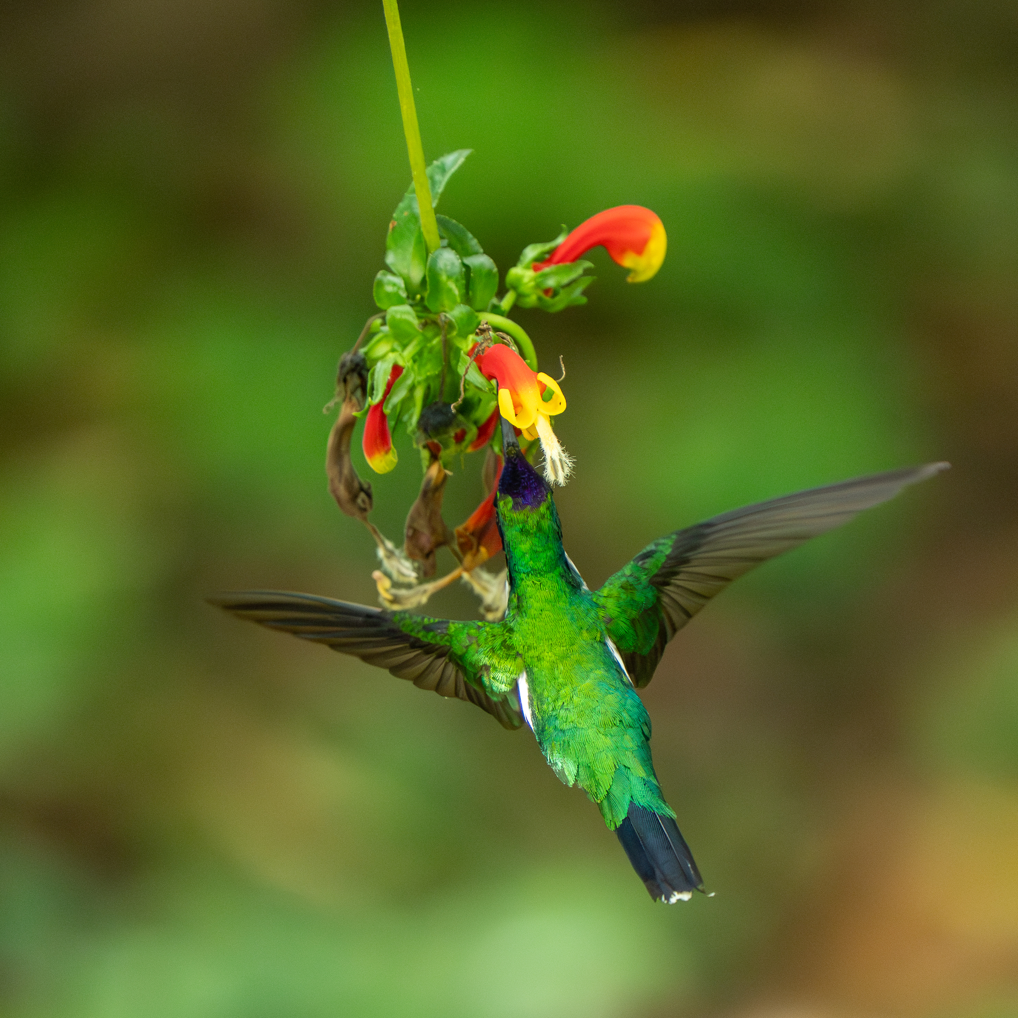 Purple-crowned Fairy (Heliothryx barroti), photo 3