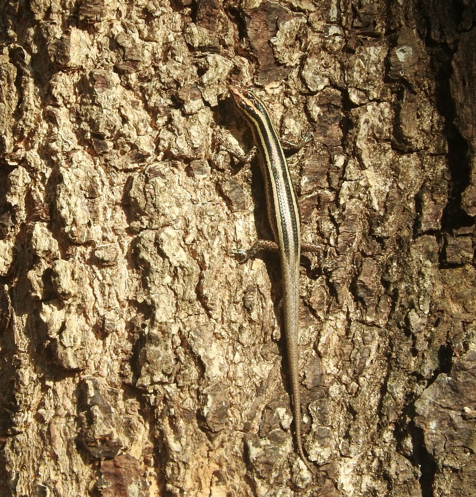 Blue-Tailed Snake-Eyed Skink