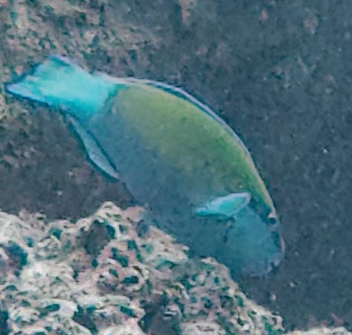 Chlorurus sordidus