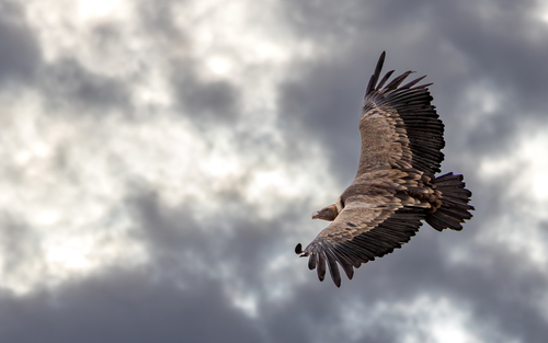 Buitre leonado (Gyps fulvus)