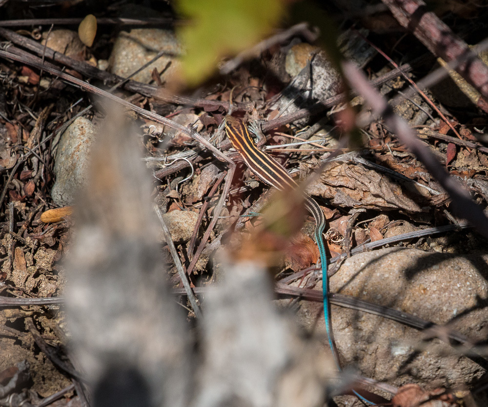 Isla San José Whiptail