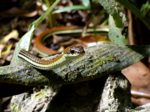 Gray Bronzeback