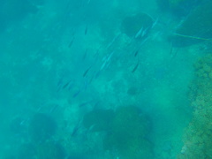 Caranx caballus