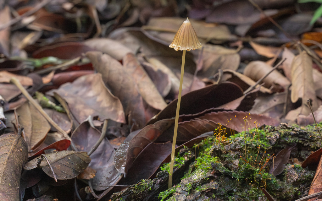 Entoloma dragonosporum