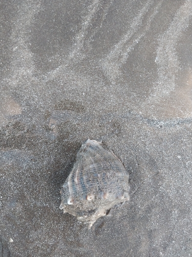 Rapana venosa