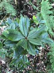 Pleiomeris canariensis image