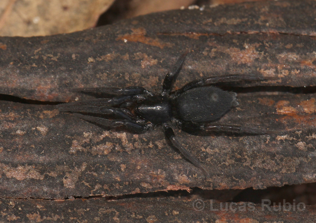 Apopyllus silvestrii