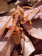 Gyrostoma