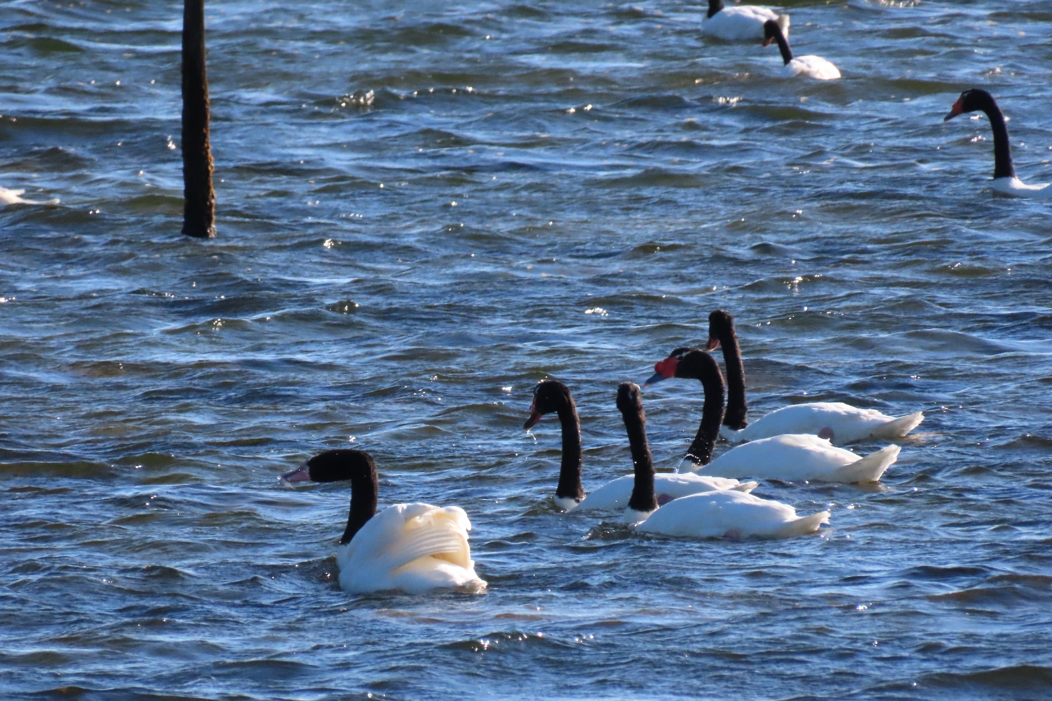 Black-necked Swan (Cygnus melancoryphus), photo 10