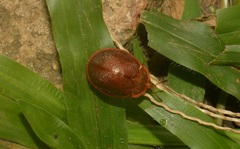 Chelymorpha marginata