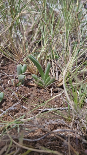 Ornithogalum britteniae