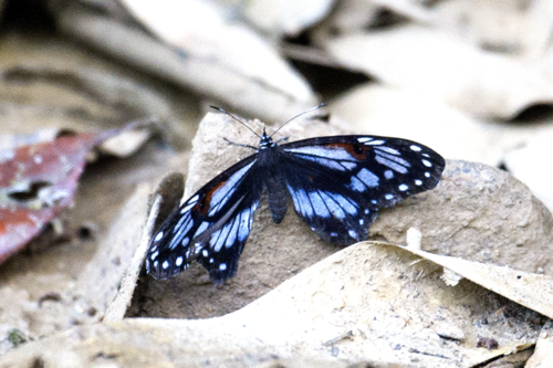 Genus Teratophthalma · iNaturalist