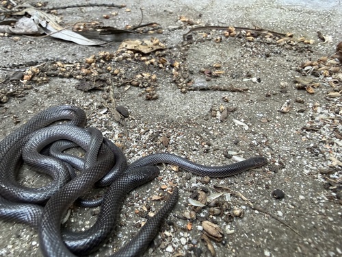 Southern Stiletto Snake