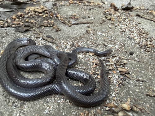 Southern Stiletto Snake