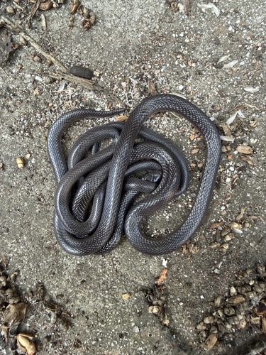 Southern Stiletto Snake