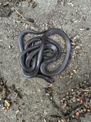 Southern Stiletto Snake