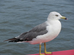 Larus crassirostris