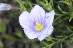 Nierembergia linariifolia