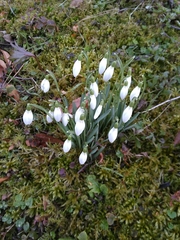 Galanthus nivalis