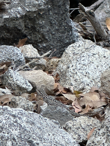 iNaturalist observation photo of Western Fence Lizard
