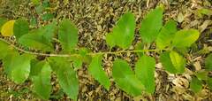 Schinus montana, photograph Cesar Ormazabal, CC BY, iNaturalist via GBIF