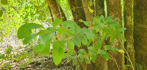 Schinus montana, photograph 4
