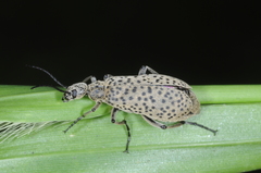 Epicauta atomaria