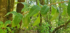 Schinus montana, photograph Cesar Ormazabal, CC BY, iNaturalist via GBIF
