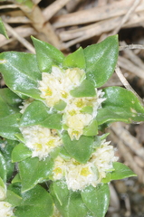 Guilleminea densa