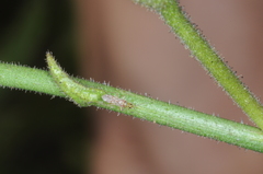 Campyloneuropsis