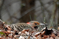 Colaptes auratus auratus