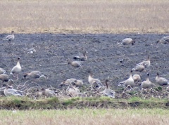 Anser albifrons flavirostris